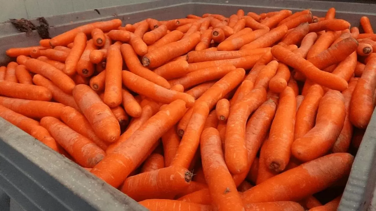 "Қоқысқа тастауға тура келеді": Павлодарлық шаруалар сәбіз экспортына шектеу қоймауды сұрайды 