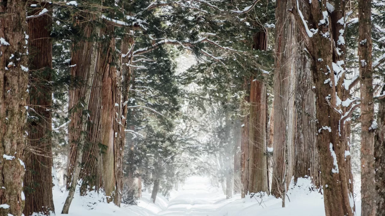 Қазақстанның мемлекеттік орман қоры 60,2 мың гектарға артты