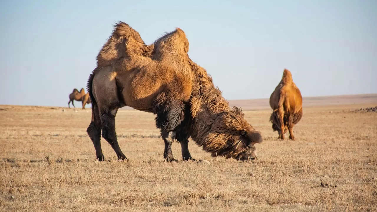 Почему дикие верблюды не боятся соли 