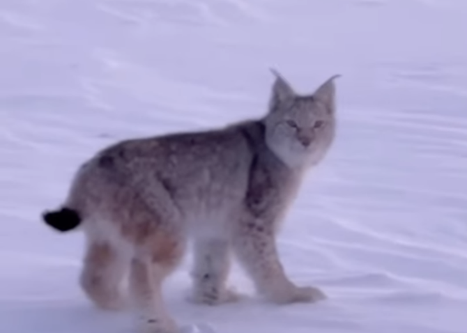 "Семей орманы" резерваты аумағында сирек кездесетін сілеусін көзге түсті