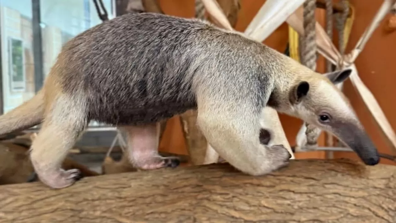 Оңтүстік Америкадан келген тамандуалар Алматы зообағына жеткізілді 