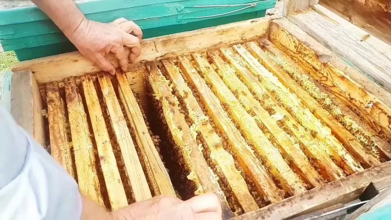 Незаконный транзит меда пресекли на границе Казахстана 