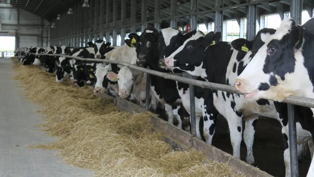 Мяса станет больше: Казахстан хочет нарастить производство в 1,5 раза 