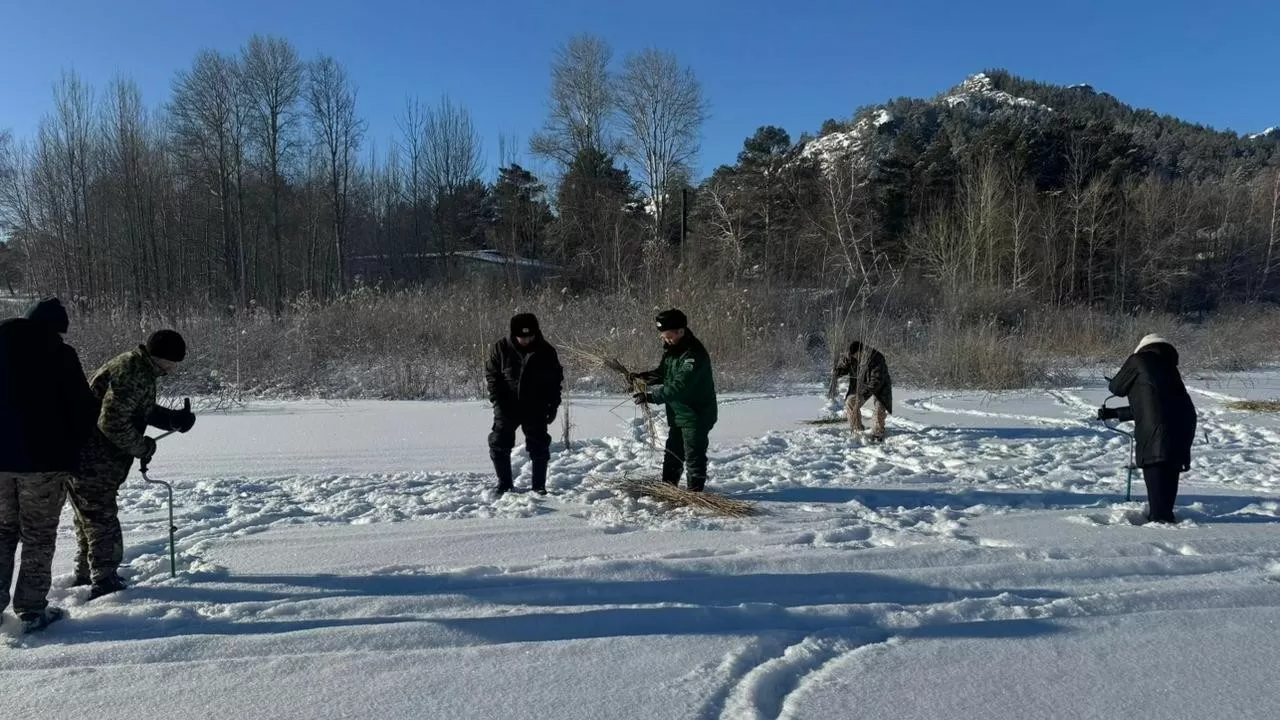 В Каркаралинском нацпарке спасают рыбу от кислородного голода  