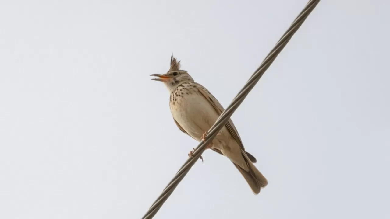 Опасная ошибка зимой: черный хлеб губит птиц