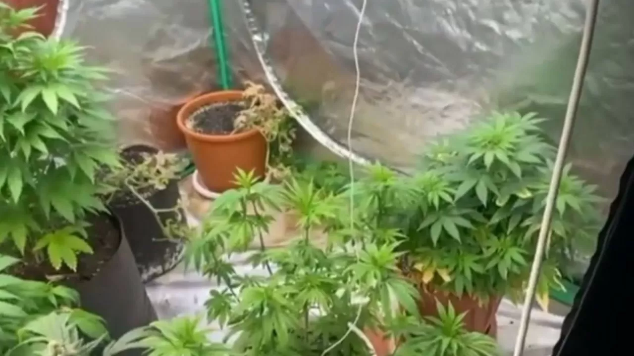 Қарағанды облысында әкесінің үйінде қарасора өсірген тұрғын анықталды