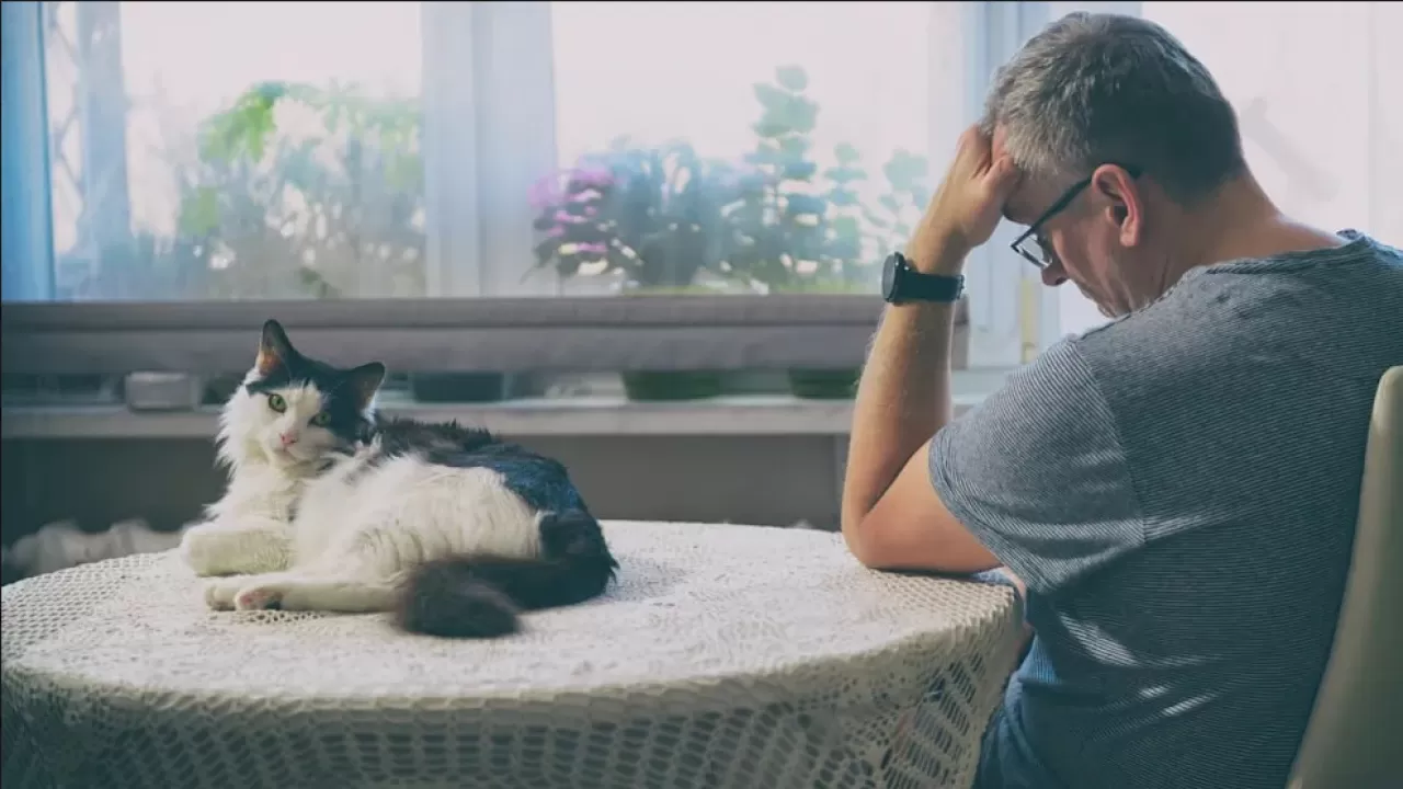 В Финляндии оправдали больничный из-за смерти кошки 