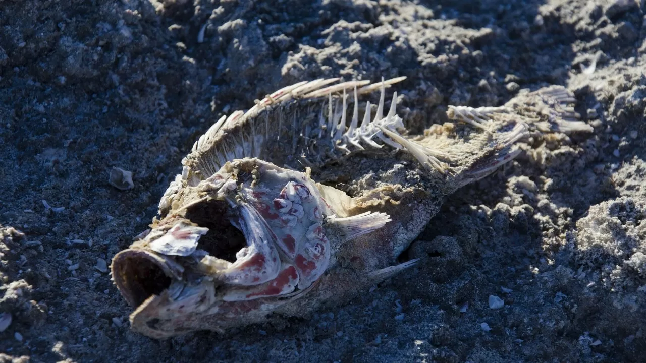 Казахстан утвердил перечень дериватов рыбных ресурсов 