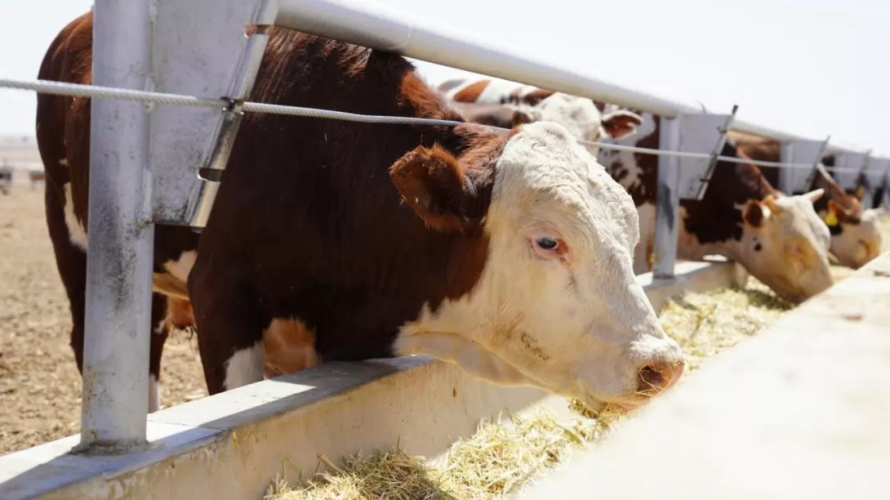 Қазақстанда Мал өсірушілер одағы құрылды