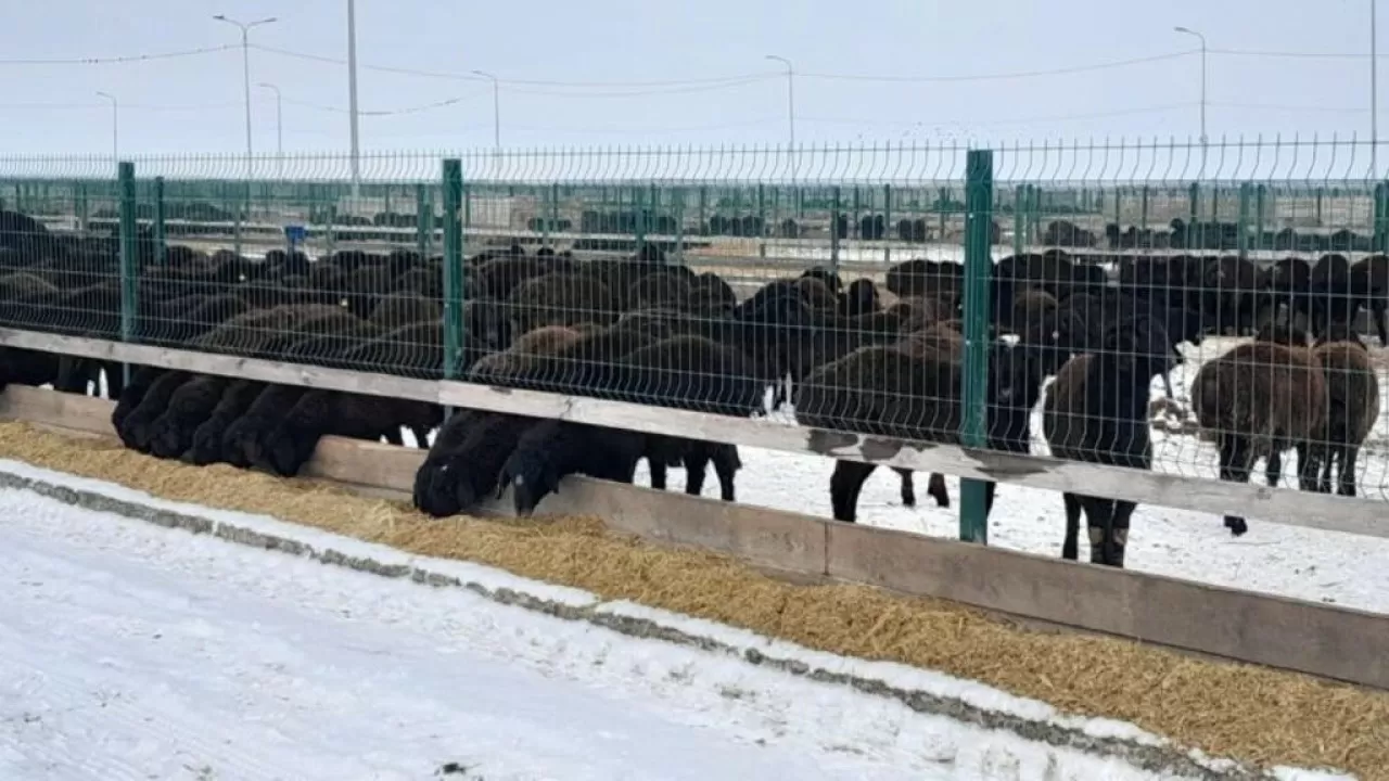 Названа порода казахстанских овец, давшая рекордный выход мяса 