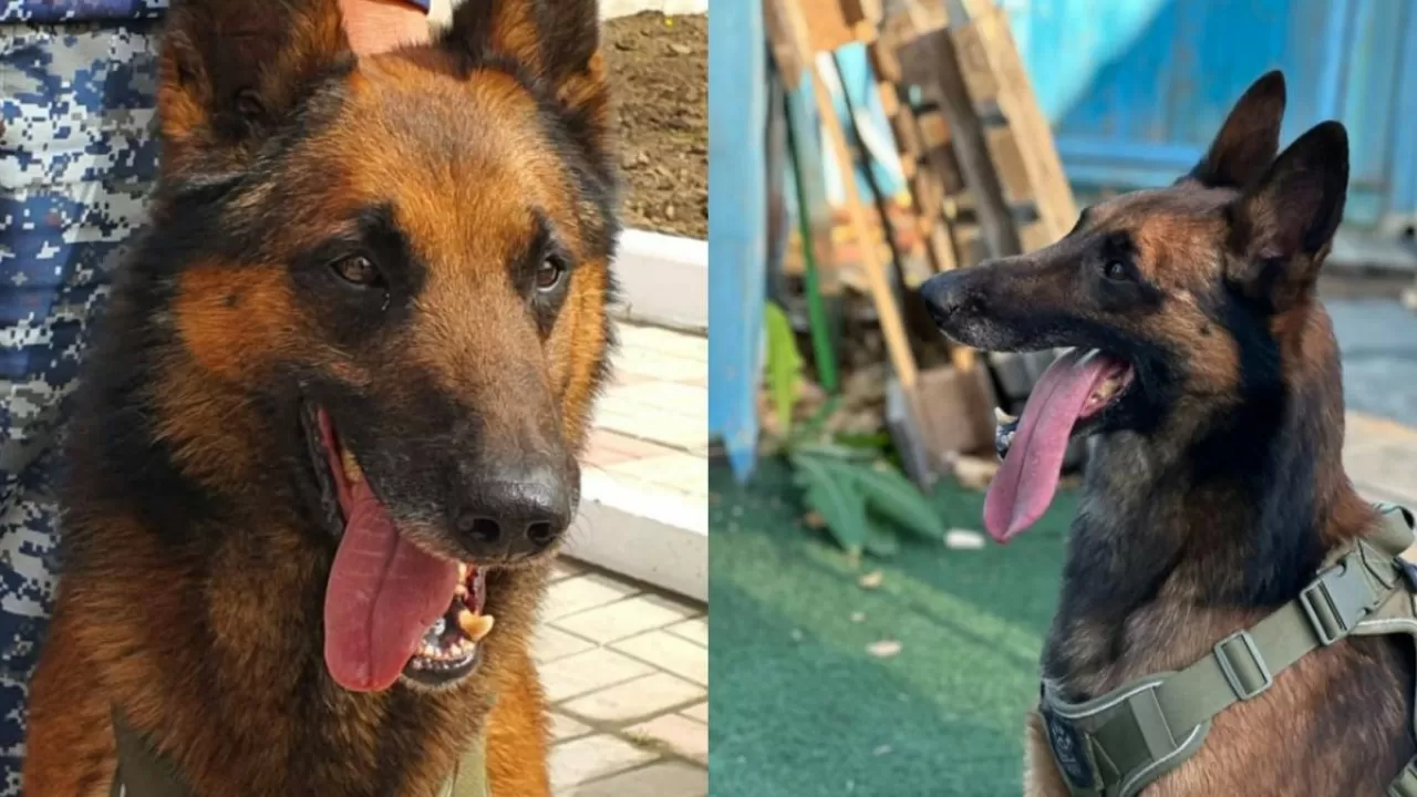 Павлодар облысында қызметтік иттердің көмегімен 200-ден астам қылмыс ашылды