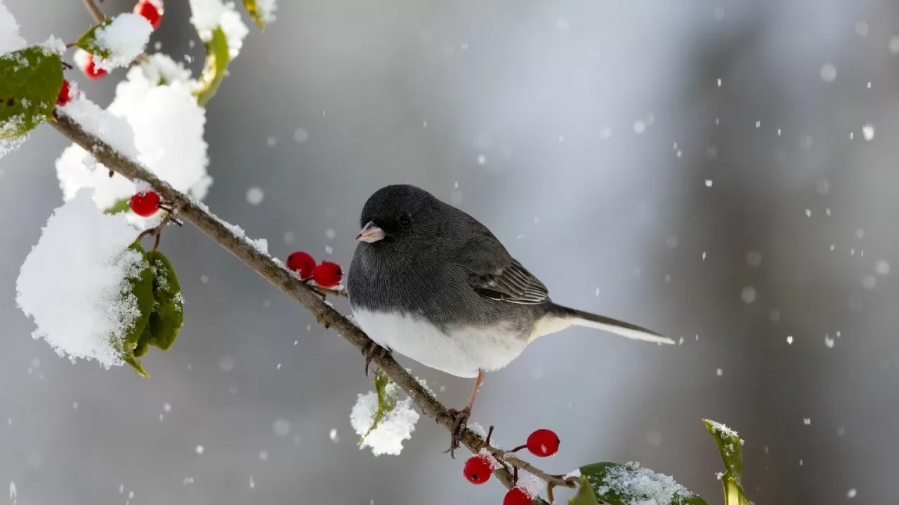Снег, туман и гололед: контрастная погода ожидается в мегаполисах РК 