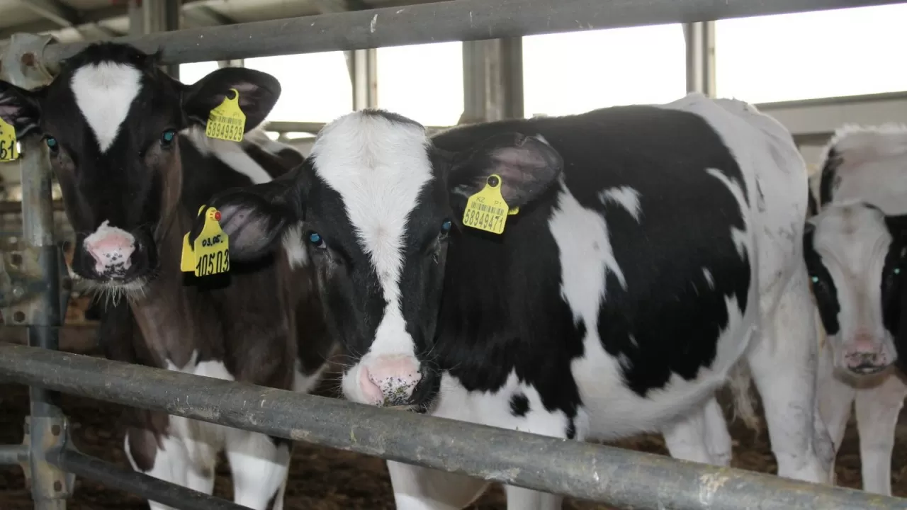  В Казахстане нужно взяться за личные подсобные хозяйства, считают сенаторы