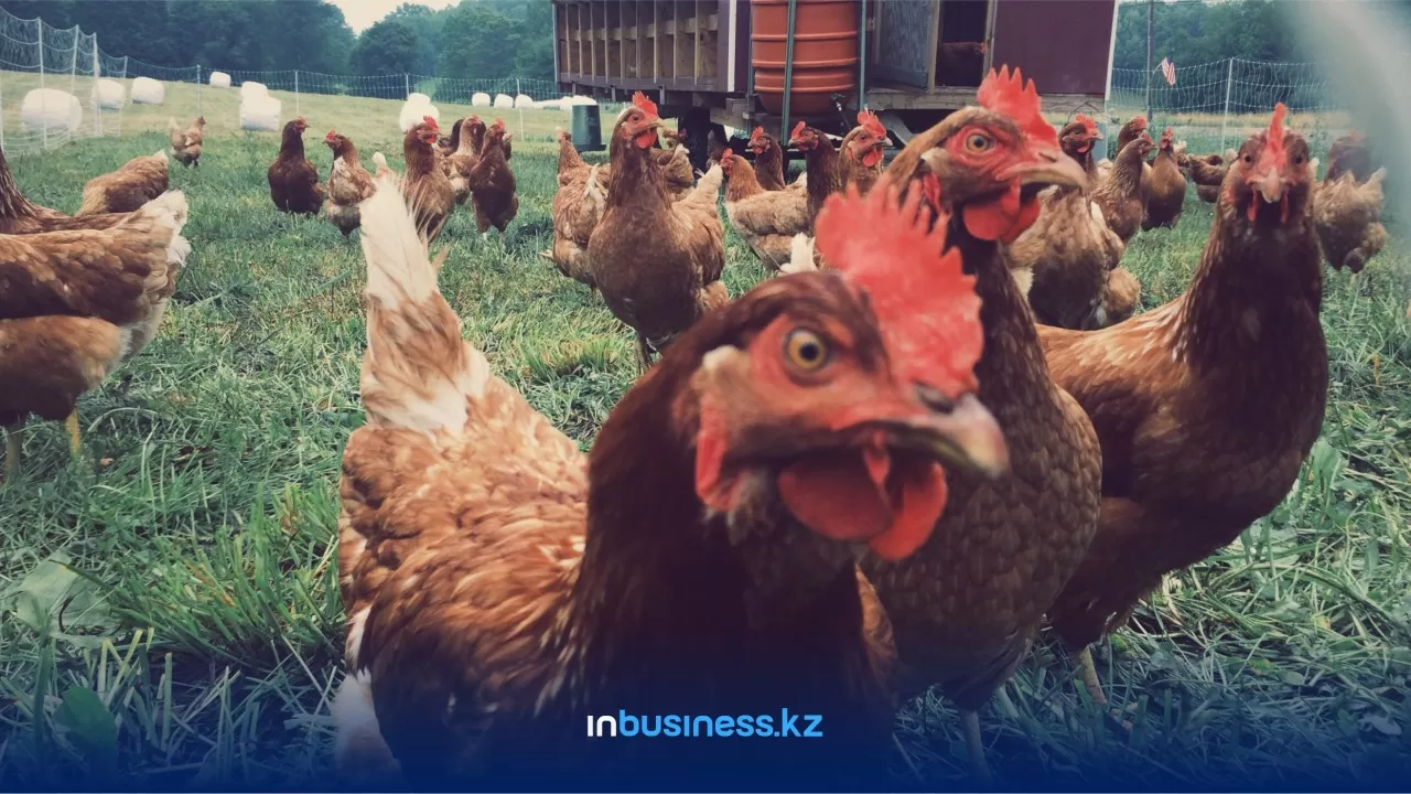 Быстрее всего в Казахстане растет численность домашней птицы