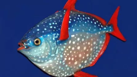 Уникальная рыба нарушает законы природы: единственная теплокровная обитательница глубоководья