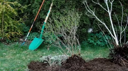 В ВКО суд обязал застройщика высадить 17 тысяч деревьев 