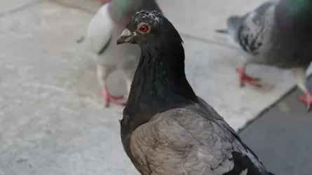 Оштрафуют ли казахстанцев за кормление бездомных животных и птиц?