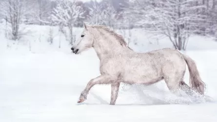 Чудо в Жибек Жолы: спасатели вытащили лошадь из глубокого колодца 