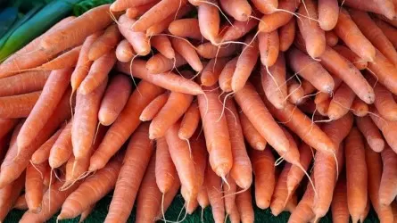 Аграрии РК просят не ограничивать им экспорт продукции 