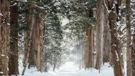 Қазақстанның мемлекеттік орман қоры 60,2 мың гектарға артты