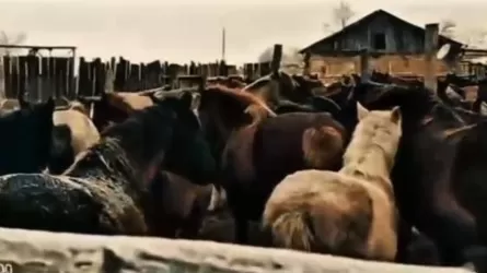 Кражи скота на десятки миллионов тенге пресекли в РК 