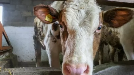 Ветслужбу Костанайской области ждет реорганизация