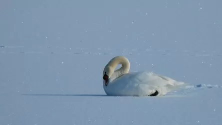 Алакөл маңында қанаты сынған аққуға құтқарушылар көмектесті