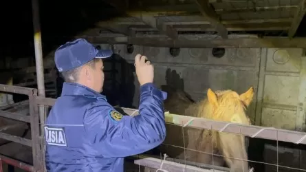 Атырау облысында мал ұрлығына қарсы блокбекеттер қойылды