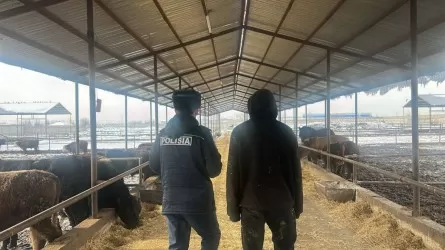 &laquo;Камераларды әдейі өшірген&raquo;: Шымкентте шаруашылықтан мал ұрлаған 2 жұмысшы ұсталды