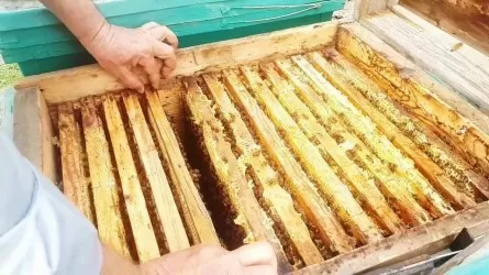 Незаконный транзит меда пресекли на границе Казахстана 