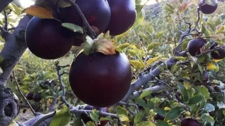 Черный алмаз Тибета: яблоко, удивившее мир 