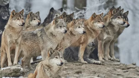 Қызылордада биологиялық тепе-теңдікті сақтау үшін қасқыр ауланып жатыр