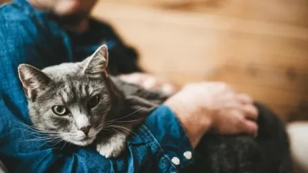 Финляндияда мысығынан айырылған ер адам жұмысынан демалыс алған