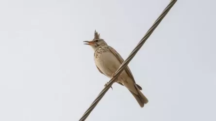 Опасная ошибка зимой: черный хлеб губит птиц