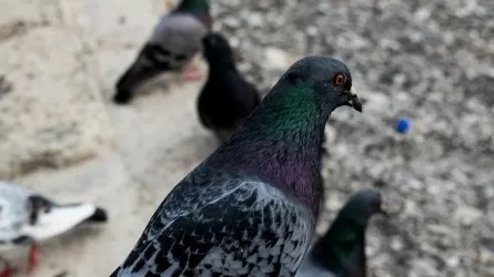 Голубей вместо уток подавали в ресторане популярного туристического города 