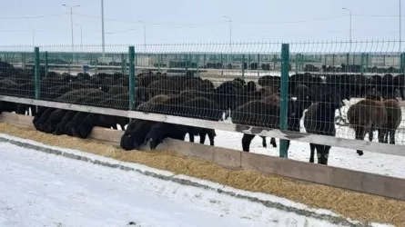 Названа порода казахстанских овец, давшая рекордный выход мяса 