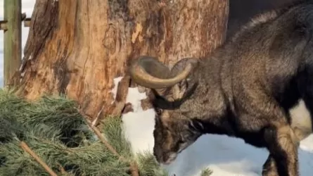 Алматинцы сдали елки в зоопарк ради заботы о животных