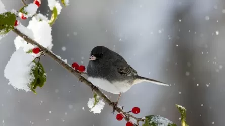 Снег, туман и гололед: контрастная погода ожидается в мегаполисах РК 