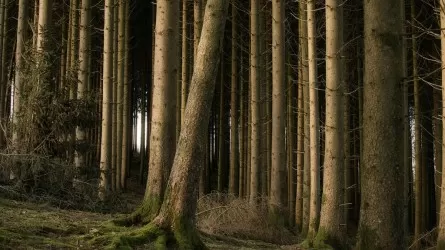 Беспредел в нацпарке Казахстана: вырубали лес и незаконно использовали земли