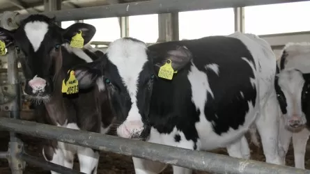  В Казахстане нужно взяться за личные подсобные хозяйства, считают сенаторы