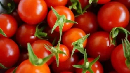 В Астану пытались завезти зараженные опасным вирусом семена 