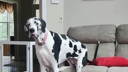 Самая высокая в мире собака попала в Книгу рекордов Гиннесса