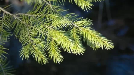 Дать елкам вторую жизнь призвали в зоопарке Алматы 