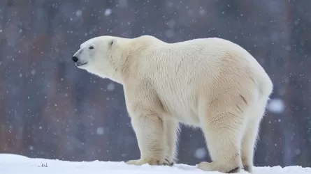 Белые медведи на Шпицбергене неожиданно набрали вес 