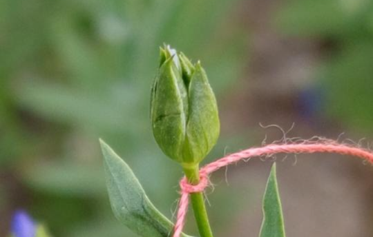 Қазақстанда майлы зығырды жылына төрт ұрпаққа дейін өсіретін жедел селекция енгізілді