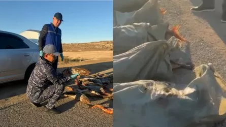 Багажник автомобиля оказался набит ценной рыбой в Мангистау 