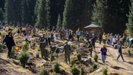 Экологический десант на Кок-Жайлау: тысячи молодых алматинцев высадили редкие ели