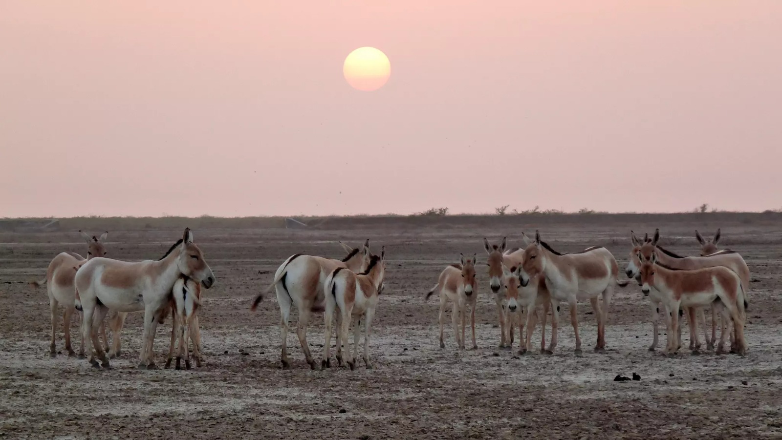 "Алтын-Емел" паркінде Қызыл кітапқа енген аңдарға санақ жүргізілді