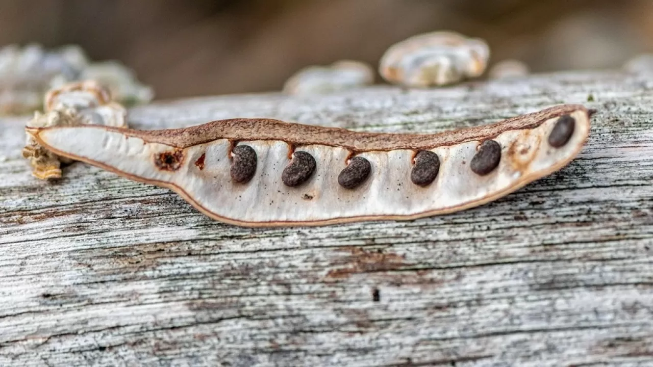 Страны ЕАЭС и ШОС передадут семена редких видов в криохранилище Якутска 