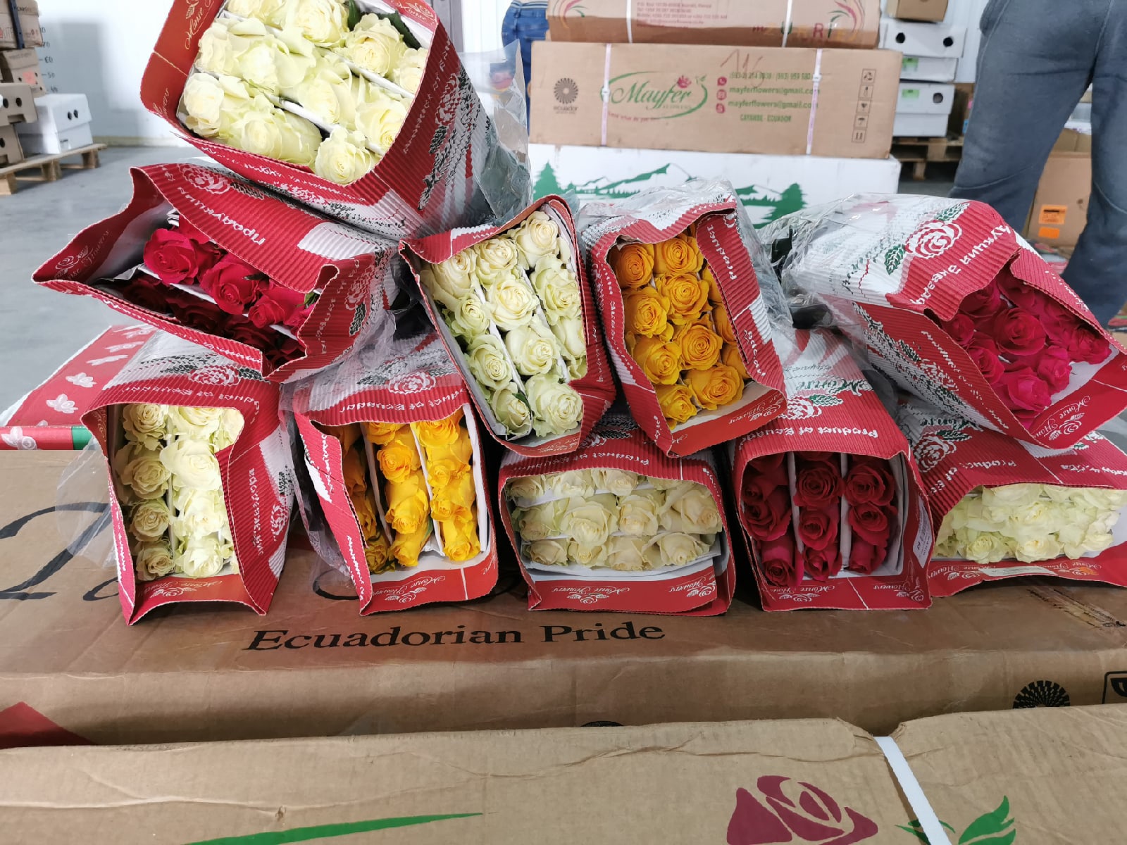 Қазақстанға Эквадордан жеткізілген раушан гүлдерінен зиянкес анықталды